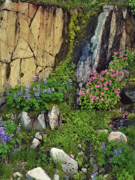 WA, Mount Rainier NP Lupine and monkey flower
